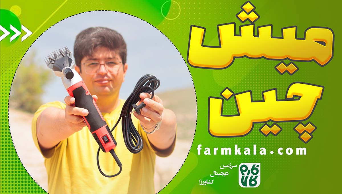 میش چین - پشم چین - گوسفند - فصل پشم چین - گوسفند چین - پشم - قیمت پشم چین -