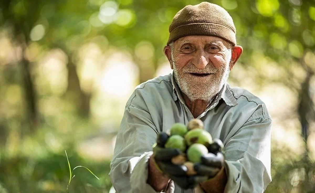 برداشت گردو در کهگلیوه بویر احمد