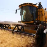خرید تضمینی گندم - اخبار کشاورزی - اخبار باغبانی