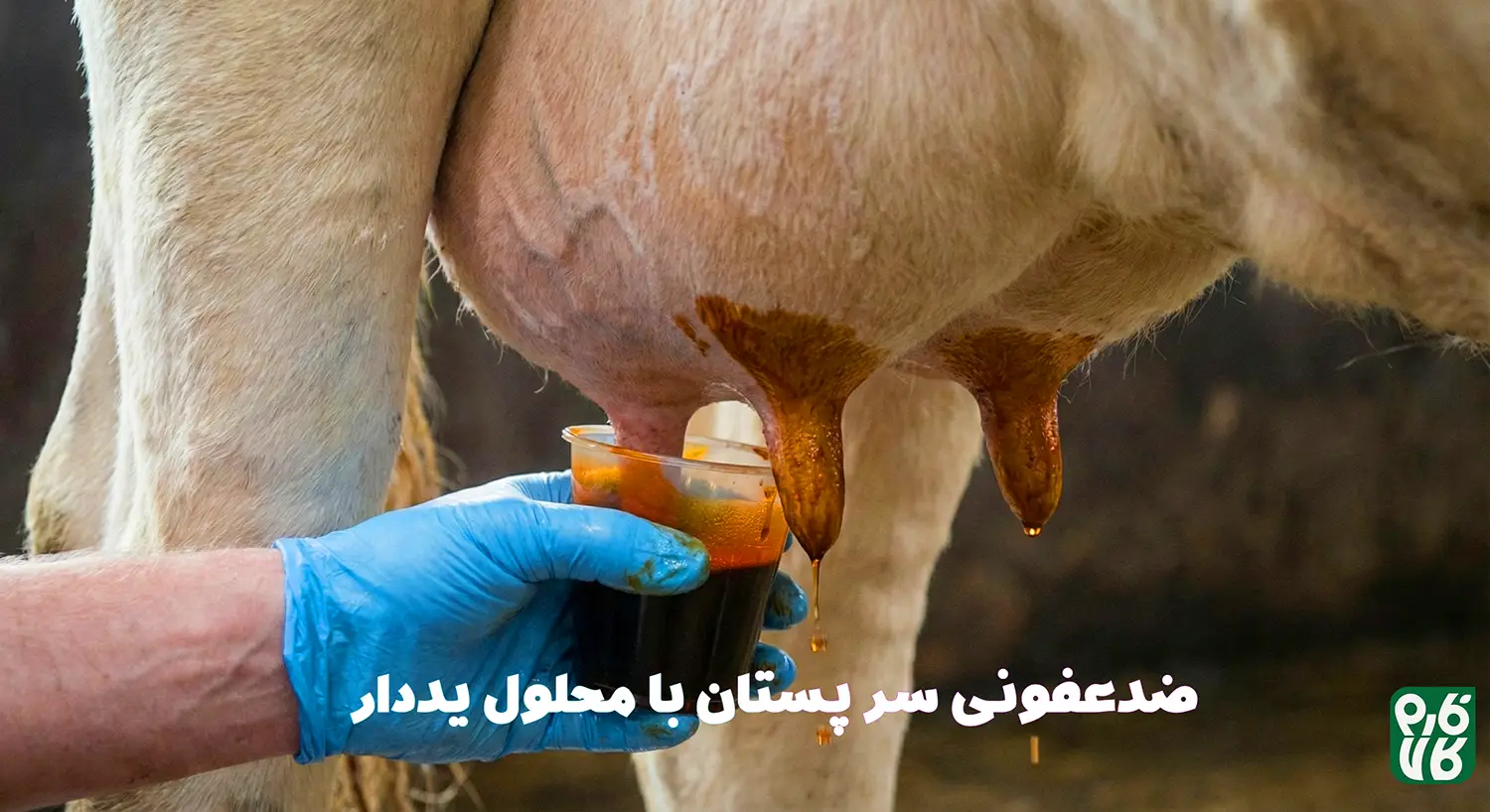 شرایط نگهداری از شیردوش - راهنمای اتصال شیردوش - شروع به کار با شیردوش گاوی - شیردوش گاوی