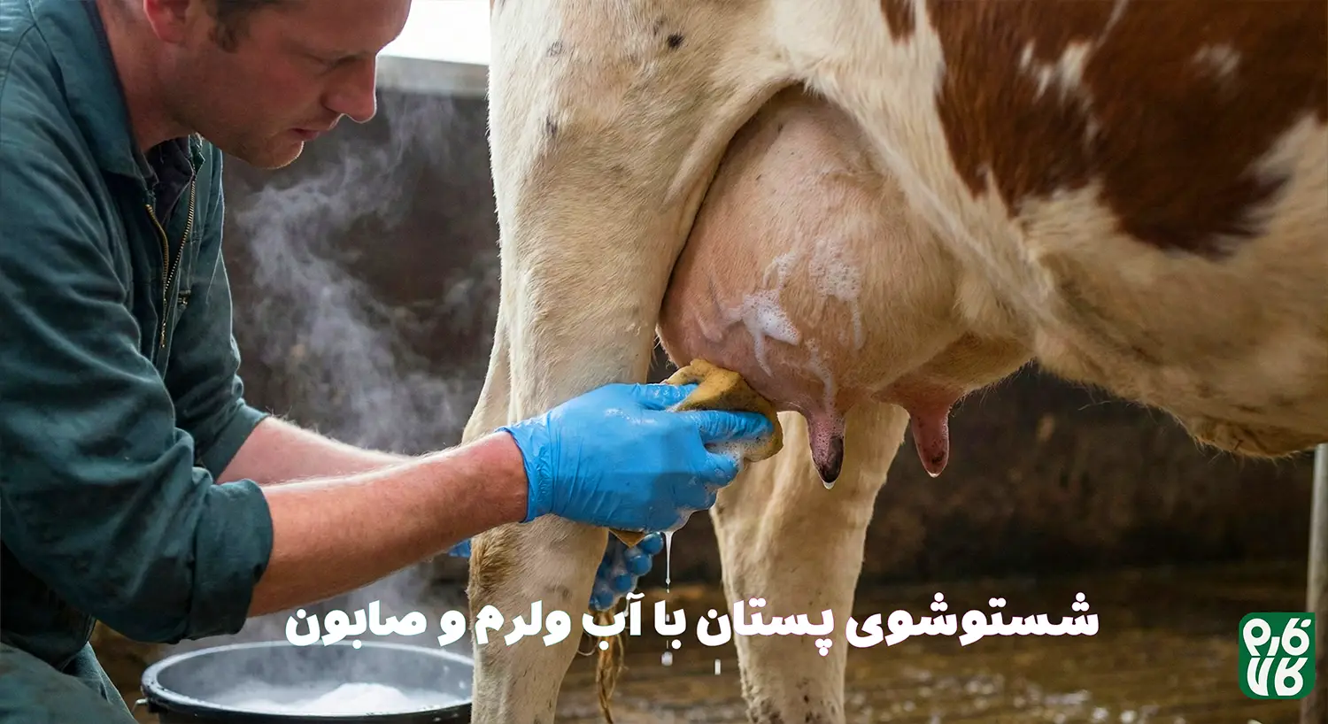شرایط نگهداری از شیردوش - راهنمای اتصال شیردوش - شروع به کار با شیردوش گاوی - شیردوش گاوی