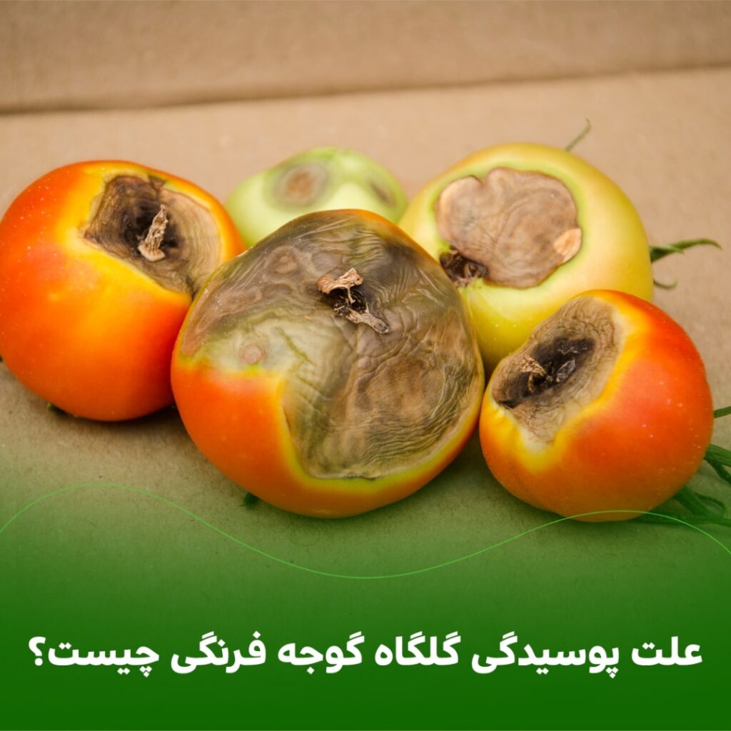 علت پوسیدگی گلگاه گوجه فرنگی چیست؟ علت پوسیدگی گلگاه گوجه فرنگی چیست؟