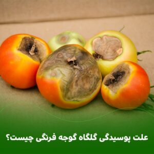 علت پوسیدگی گلگاه گوجه فرنگی چیست؟