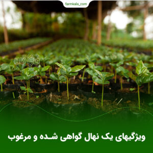 ویژگیهای یک نهال گواهی شده و مرغوب