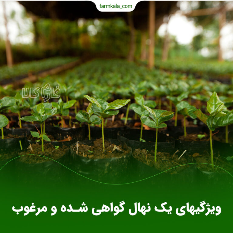ویژگیهای یک نهال گواهی شده و مرغوب