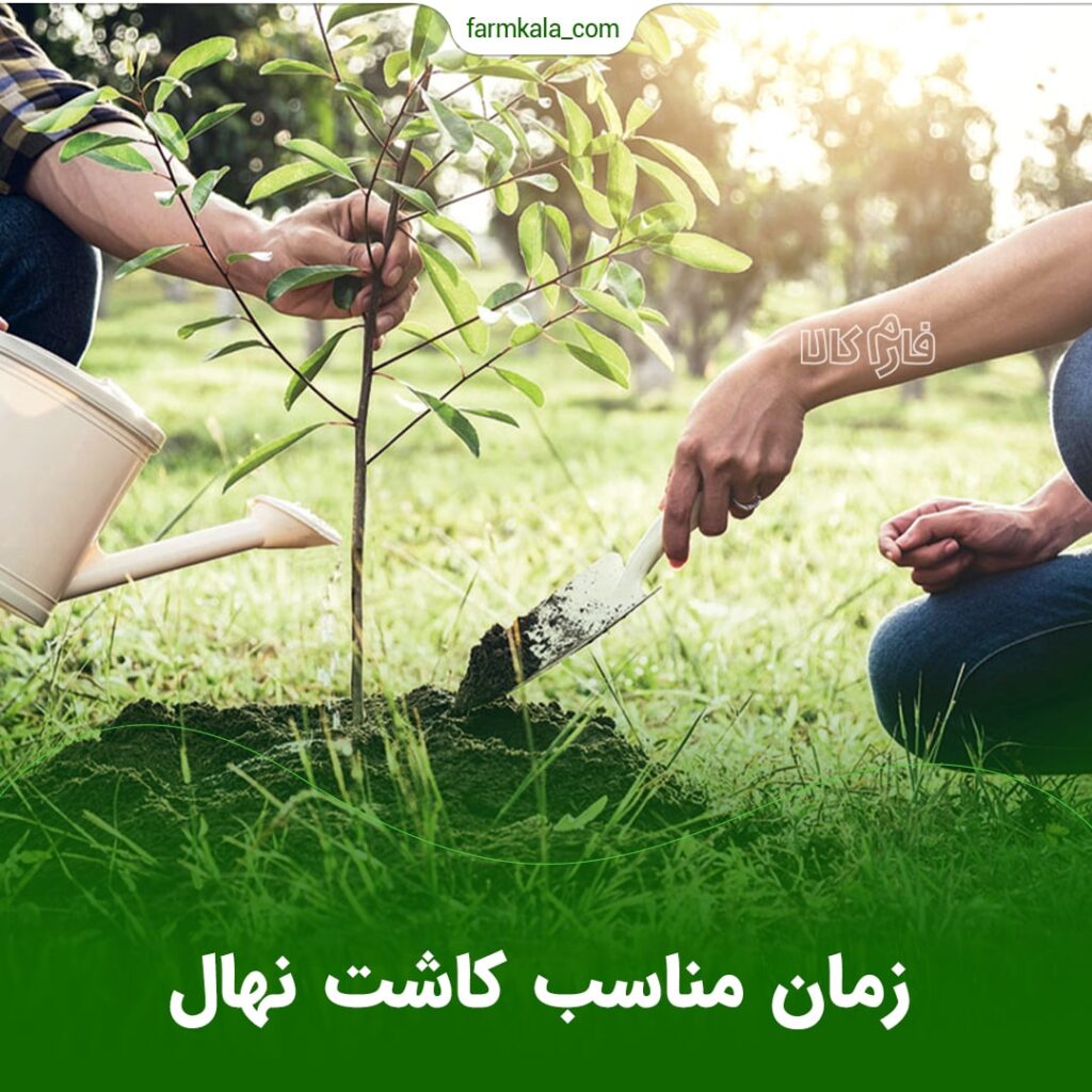 زمان مناسب کاشت نهال زمان مناسب کاشت نهال
