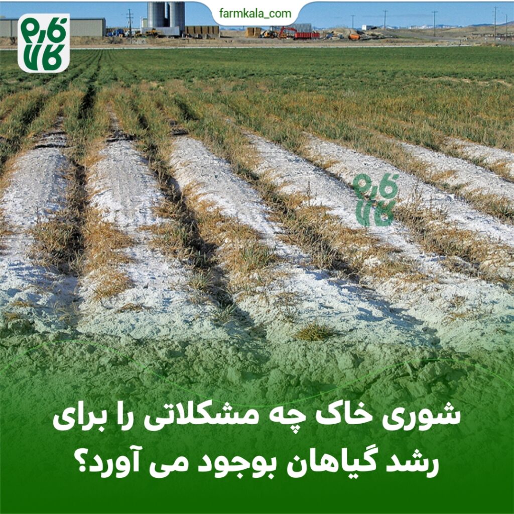 شوری خاک ومشکلات آن بر رشد گیاه و عوامل تاثیر گذار در ایجاد شوری خاک