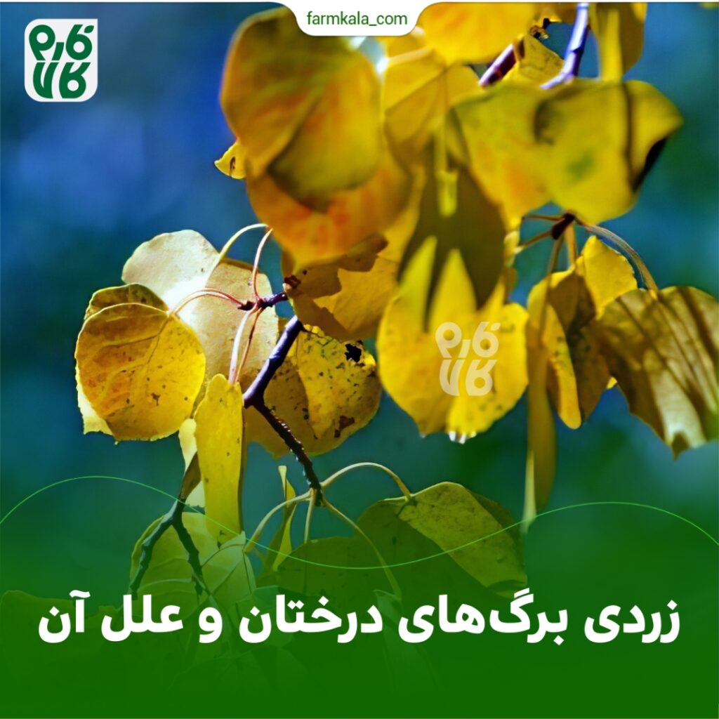 زرد شدن برگ‌ها یکی از اولین نشانه‌های در وجود مشکل در گیاه است