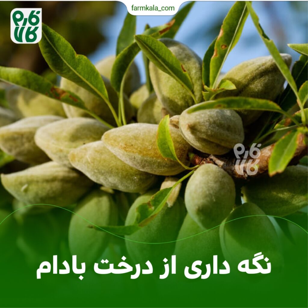 نگه داری از درخت بادام