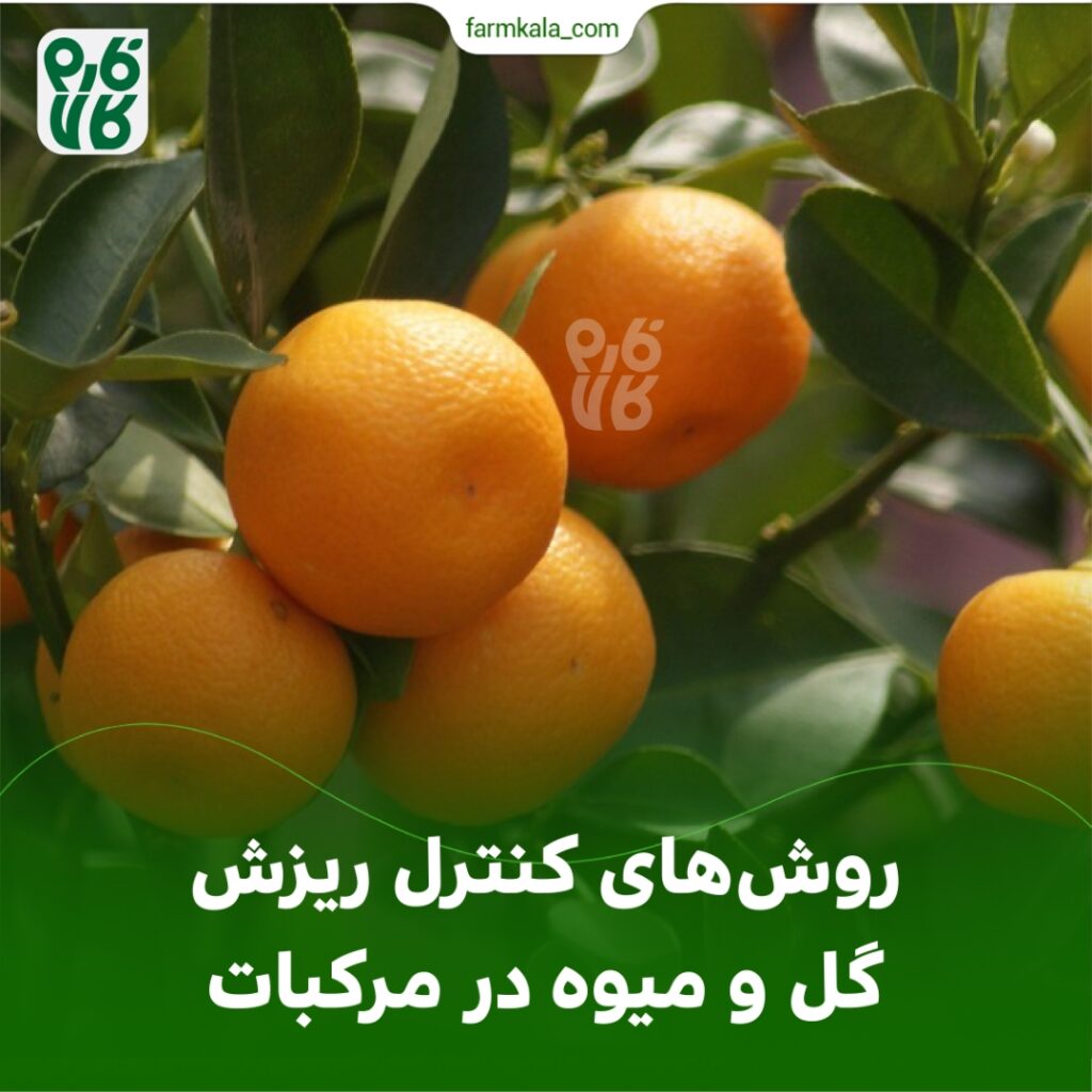 روش های کنترل ریزش گل و میوه در مرکبات