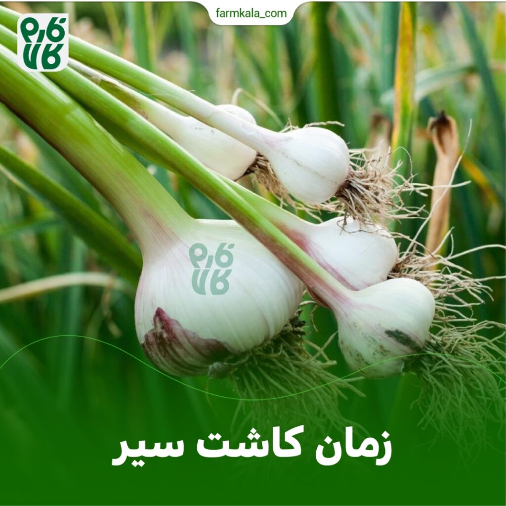 زمان کاشت سیر
