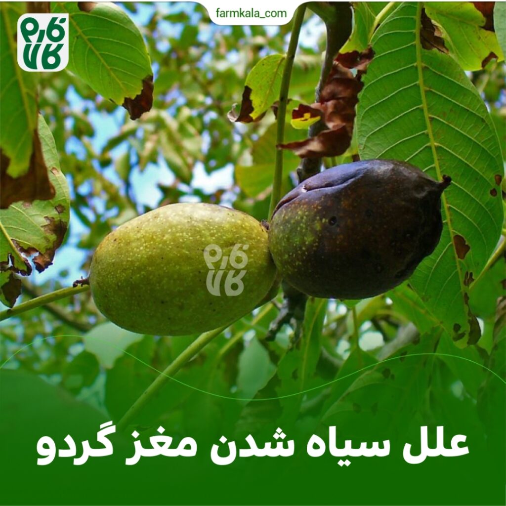 علل سیاه شدن مغز گردو