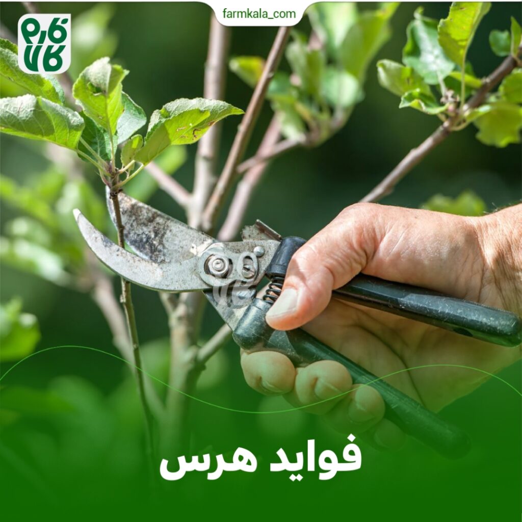 فواید هرس