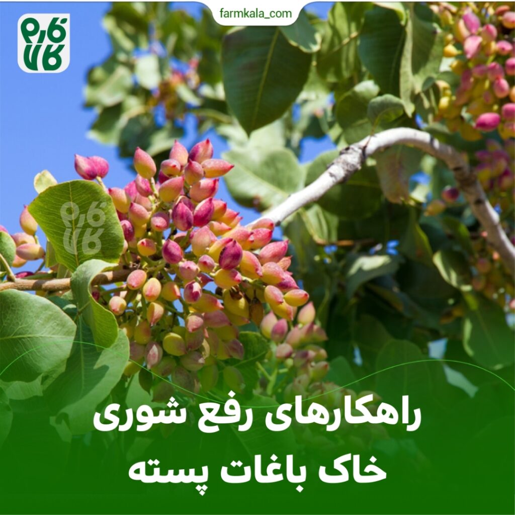 راهکار های رفع شوری خاک باغات پسته