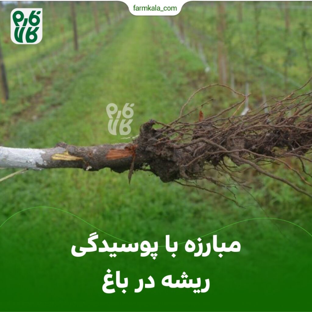 مبارزه با پوسیدگی ریشه در باغ