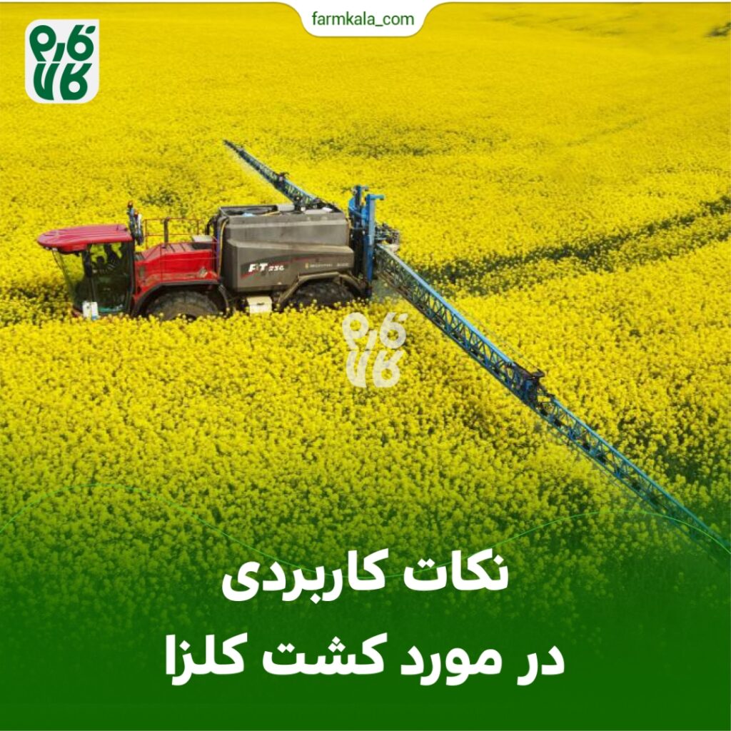 کلزا و نکاتی کاربردی در خصوص کشت آن