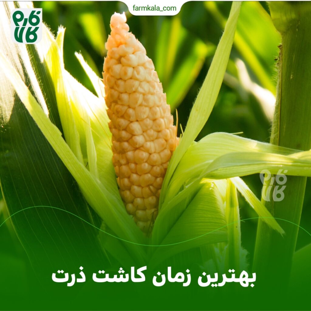 بهترین زمان کاشت ذرت