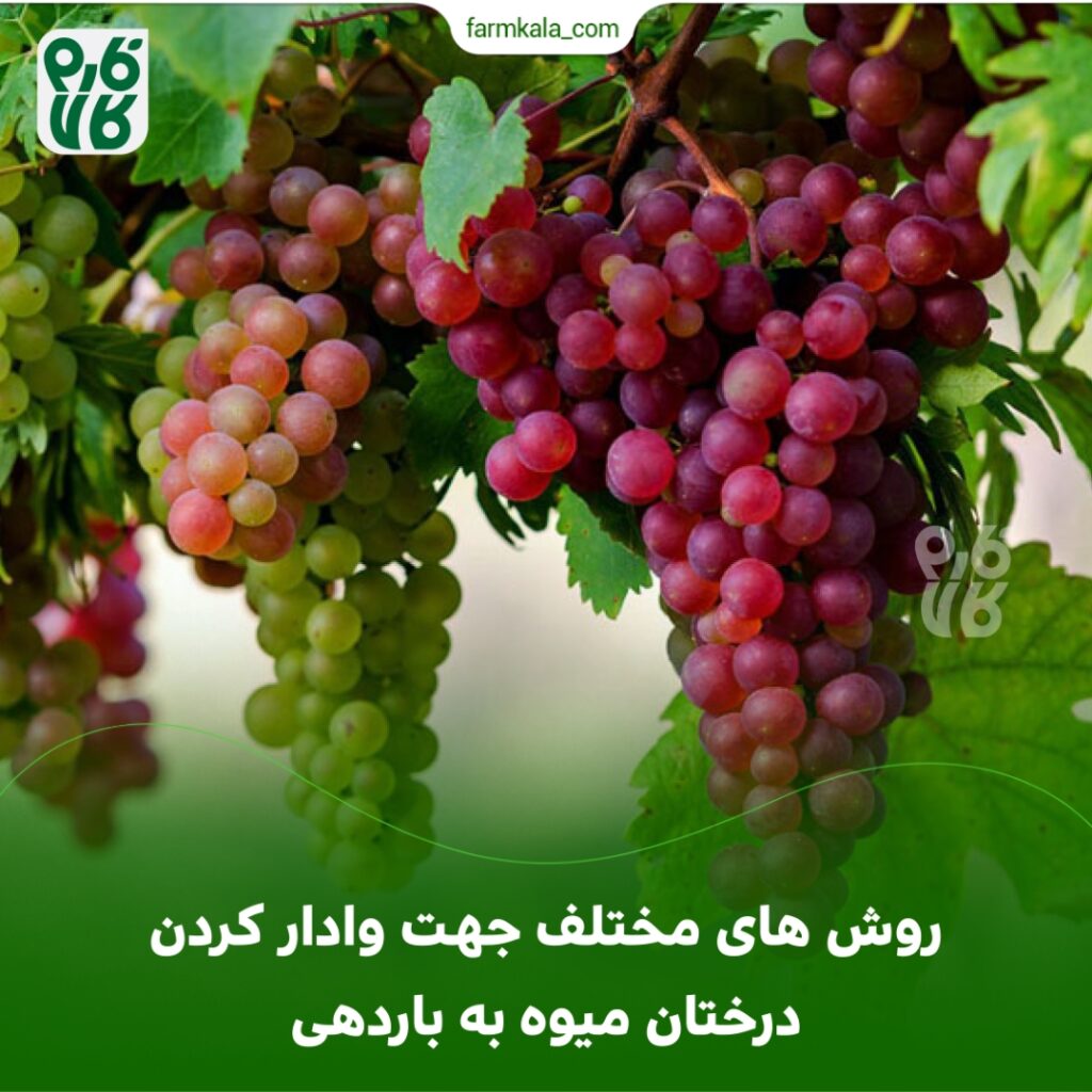 روش های مختلف جهت وادارکردن درختان میوه به باردهی
