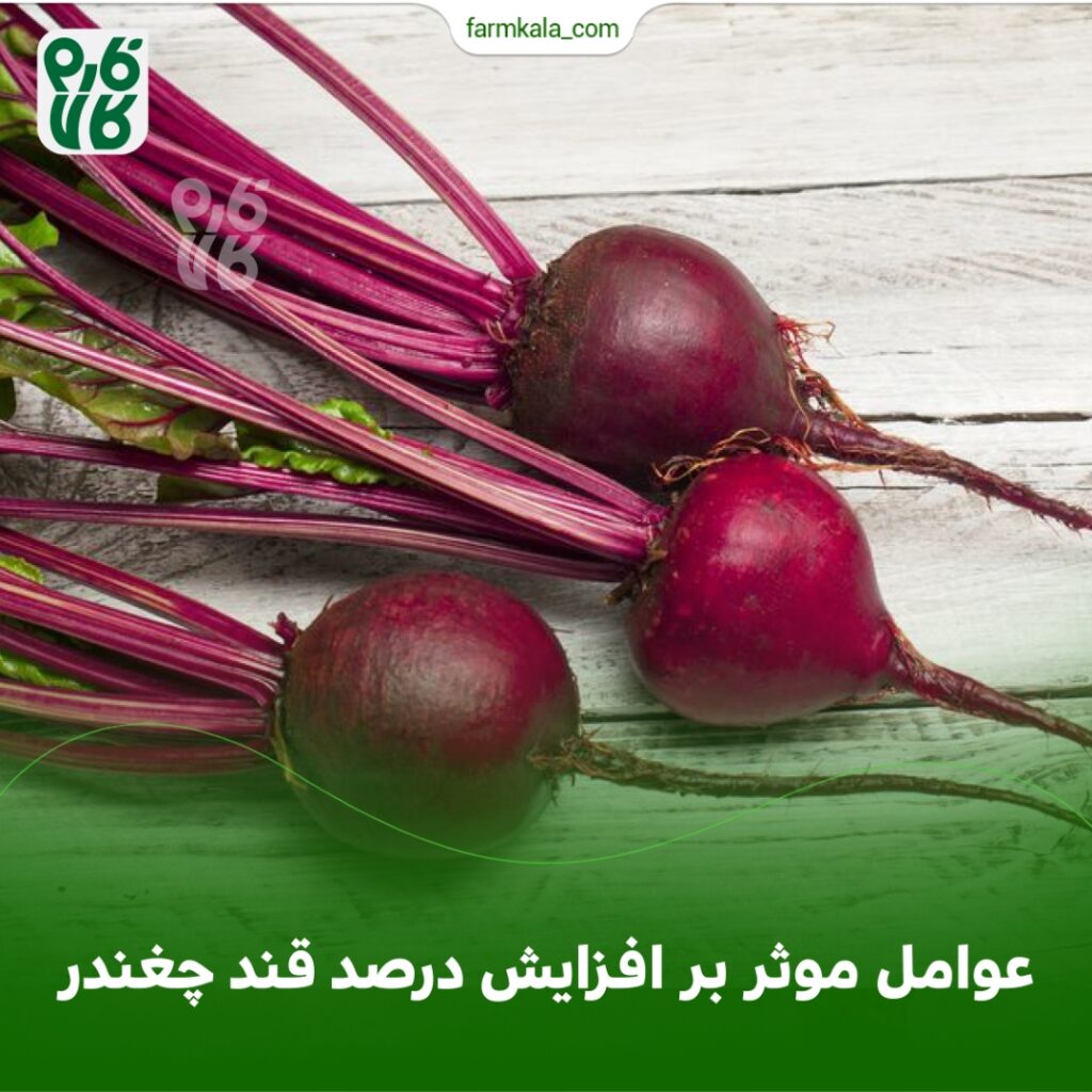 عوامل موثر بر افزایش درصد قند چغندر