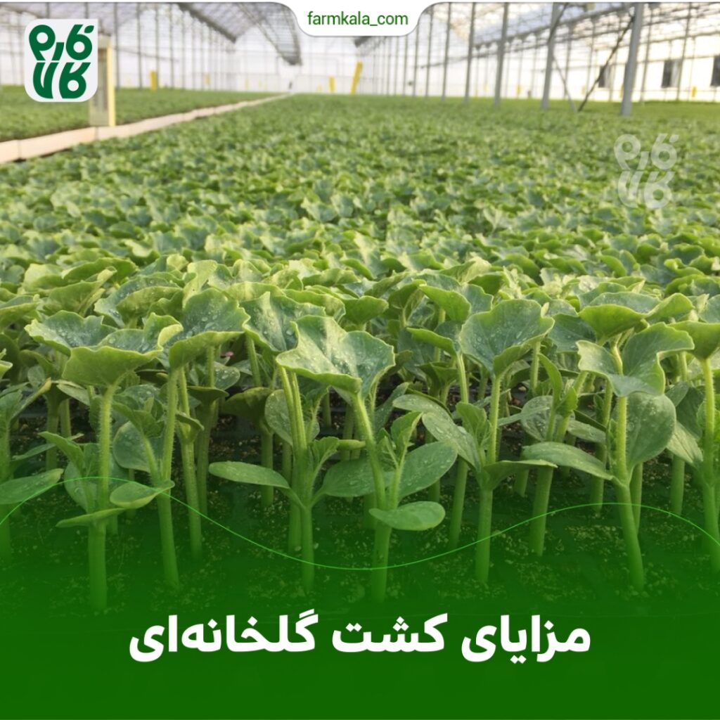 مزایای کشت گلخانه‌ای