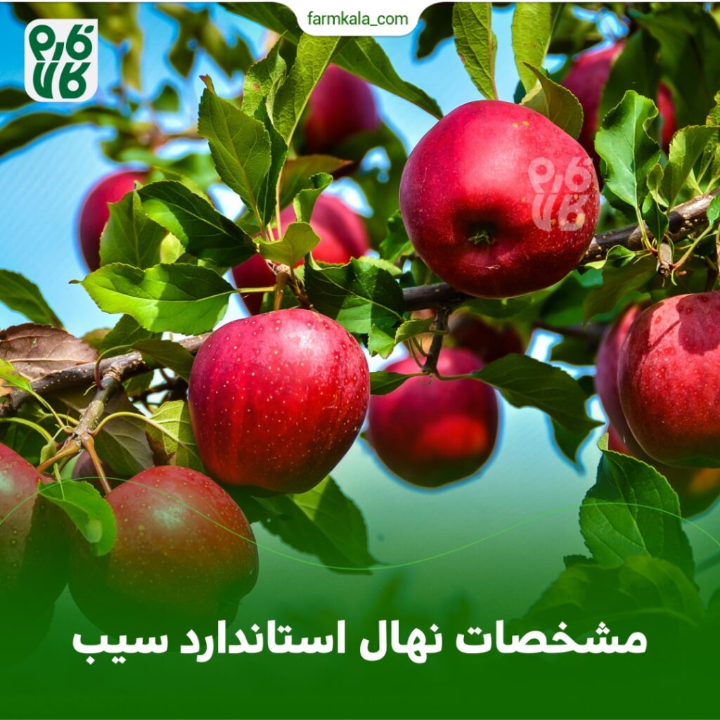 مشخصات نهال استاندارد سیب