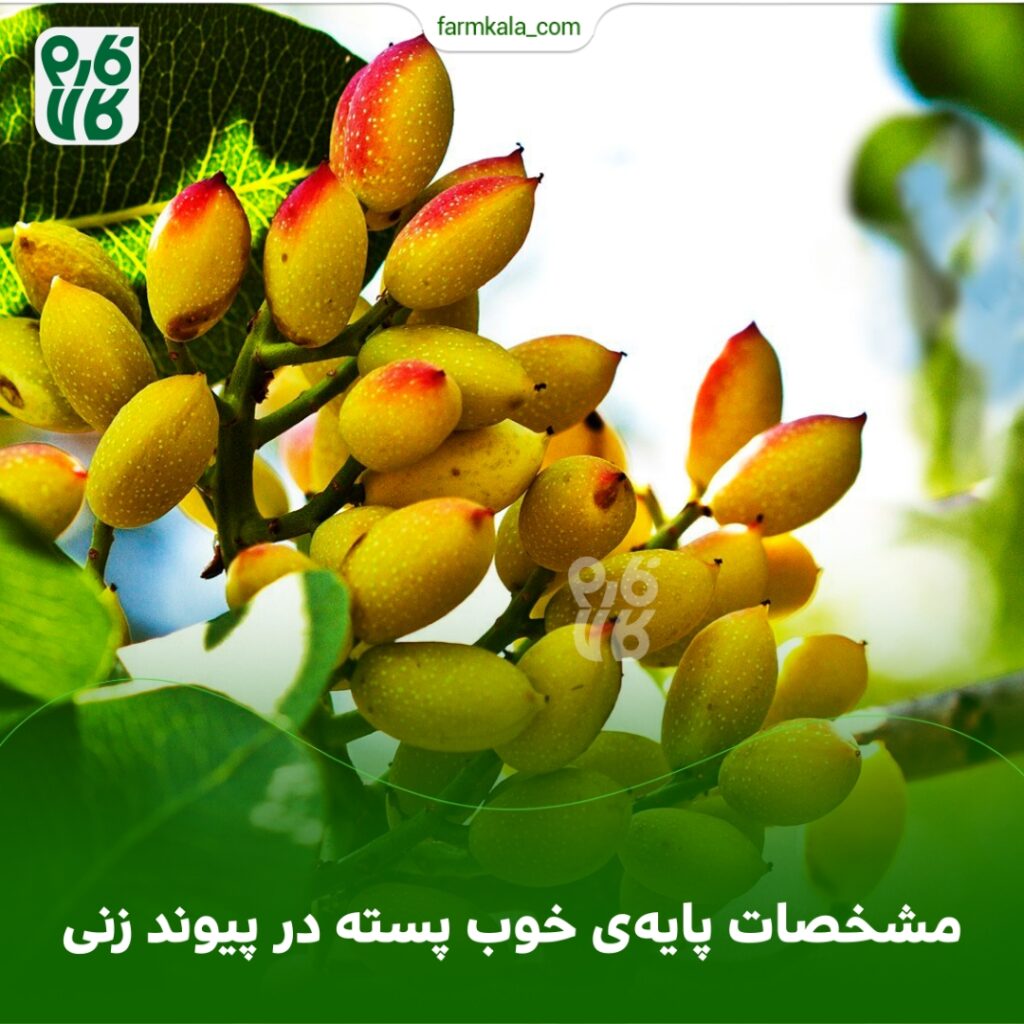 مشخصات پایه خوب پسته در پیوند زنی 