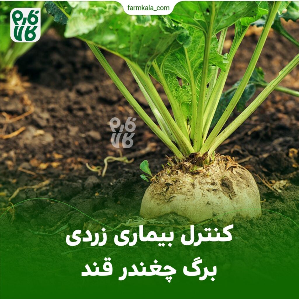 کنترل بیماری زردی برگ چغندر قند