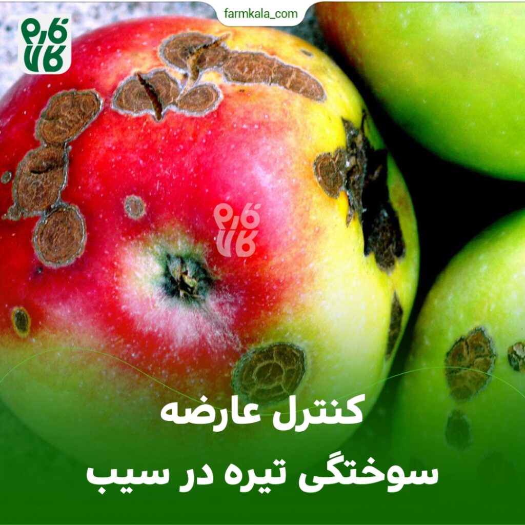 کنترل عارضه سوختگی تیره در سیب