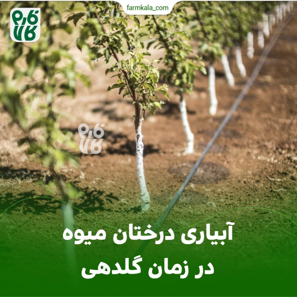 آبیاری درختان میوه در زمان گلدهی