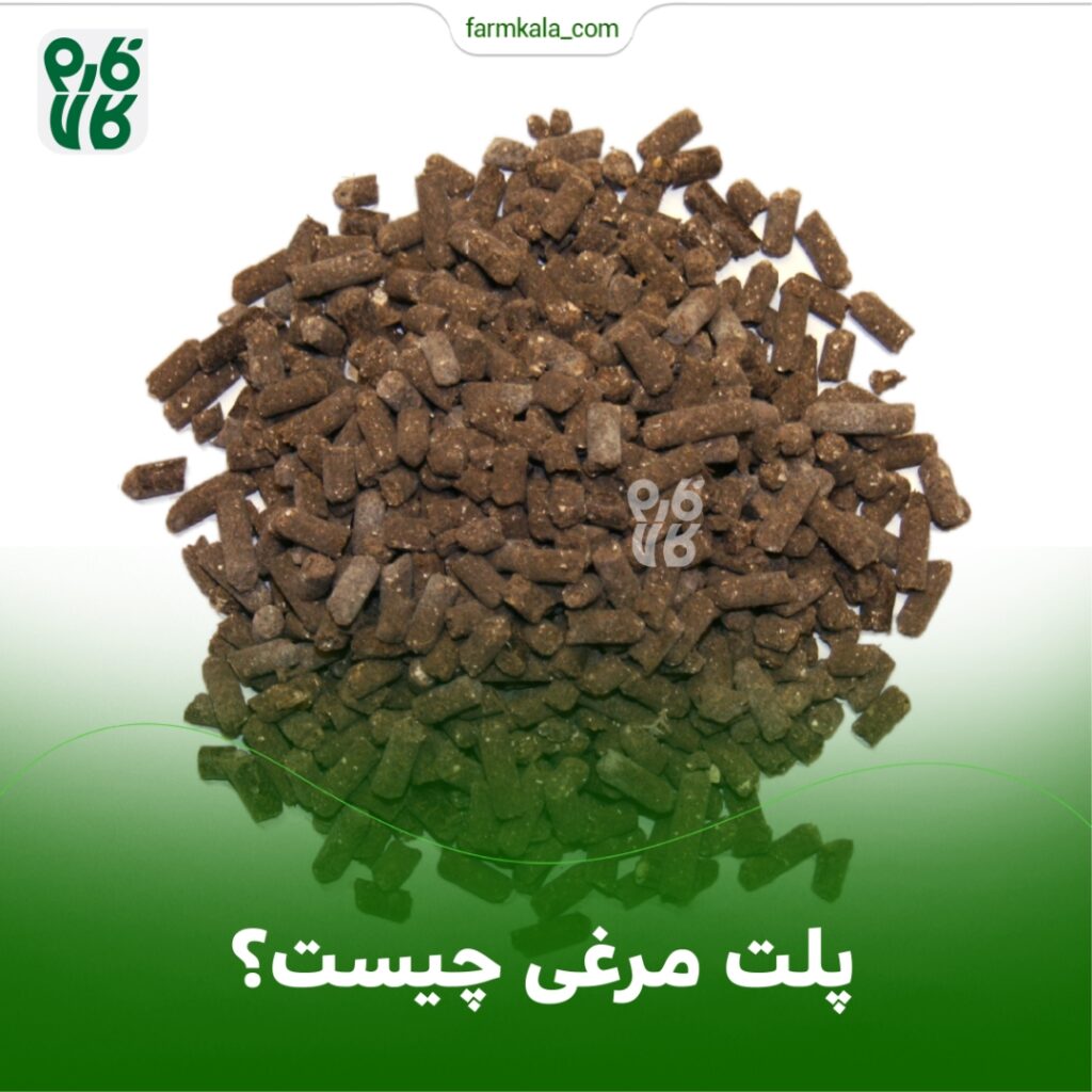 پلت مرغی چیست؟ 