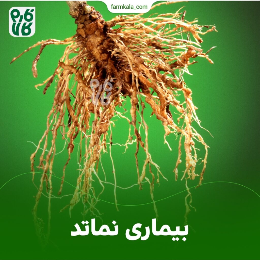 بیماری نماتد