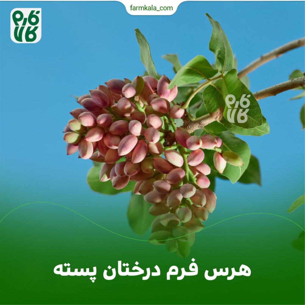 هرس فرم درختان پسته