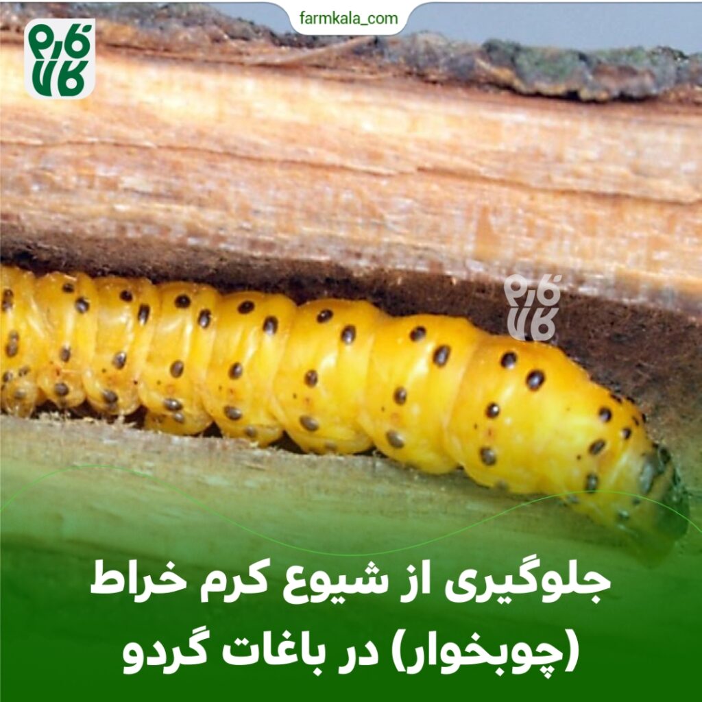جلوگیری از شیوع کرم خراط (چوبخوار) در باغات گردو 🌳🌳🐛🐛 جلوگیری از شیوع کرم خراط (چوبخوار) در باغات گردو 🌳🌳🐛🐛