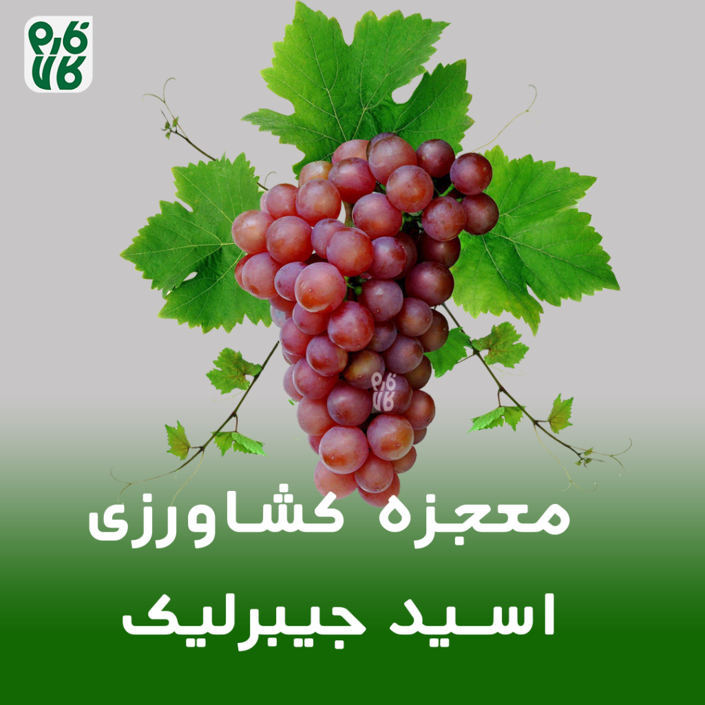 اسید جیبرلیک - معجزه کشاورزی - هورمون رشد - اسیدجیبرلیک - جیبرلیک اسید - اسید جیبرلیک چیست - جیبرلیک اسید چیست - اسیدجیبرلیک چیست- جیبرلیکاسید چیست- معجزه کشاورزی - چه گونه انگور را بی دانه کنیم - نحوه بی دانه کردن انگور - انگور با حبه های درشت - درشت کردن حبه های انگور - نحوه بزرگ تر کردن حبه های انگور - دیر برداشت کردن محصولات - چه گونه میوه های خود را دیر برداشت کنیم - هورزمون رشد - نحوه بی دانه کردن انگور - به تعویق انداختن برداشت - نحوه بزرگ کردن حبه های انگور - چه گونه حبه های انگور را درشت کنیم