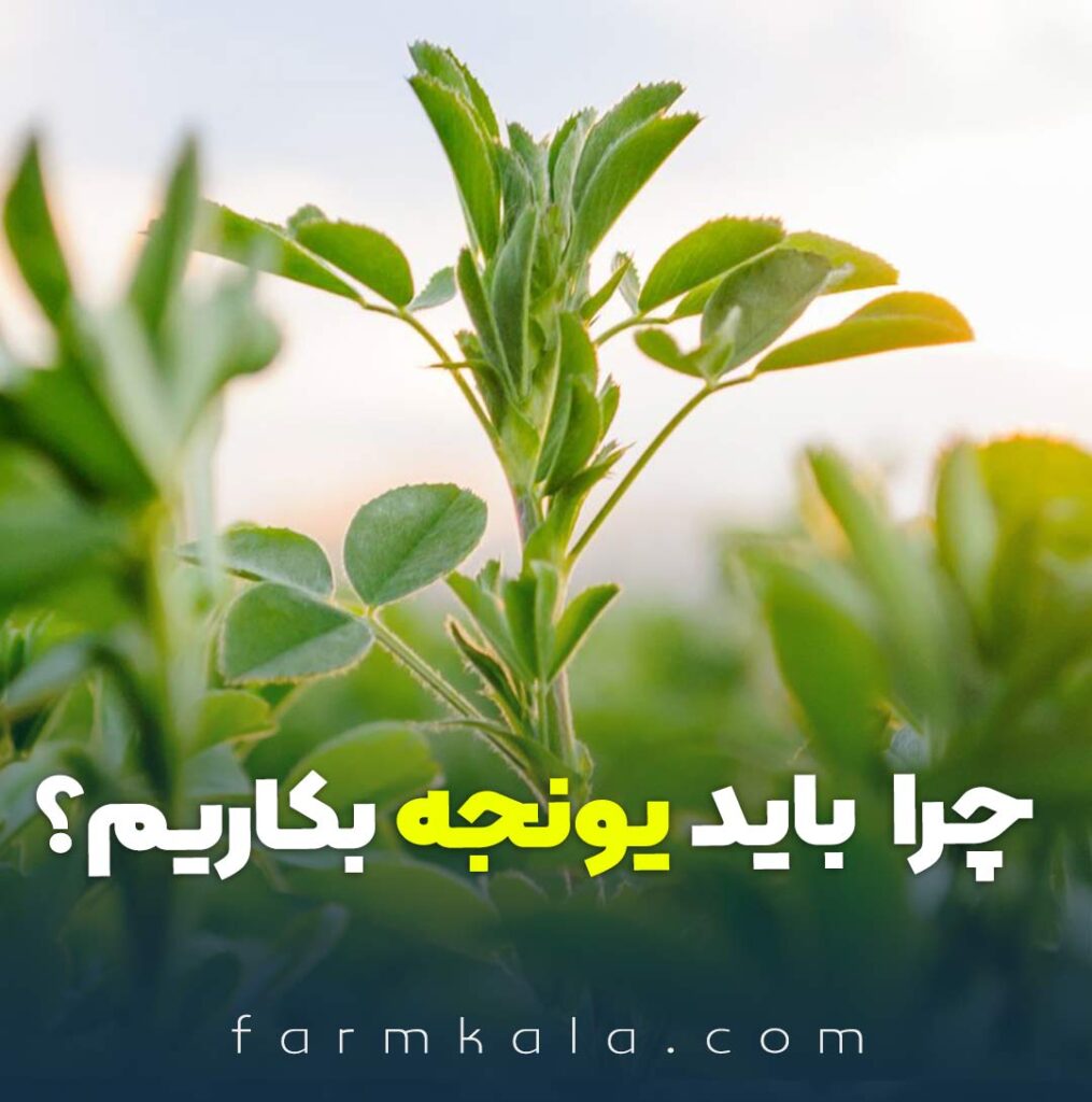 چرا باید یونجه بکاریم - مزایای کاشت یونجه چیست -