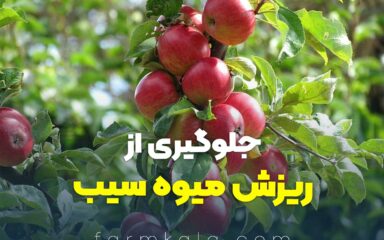 جلوگیری از ریزش درخت میوه سیب -