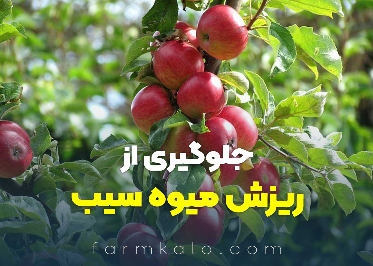 جلوگیری از ریزش درخت میوه سیب -