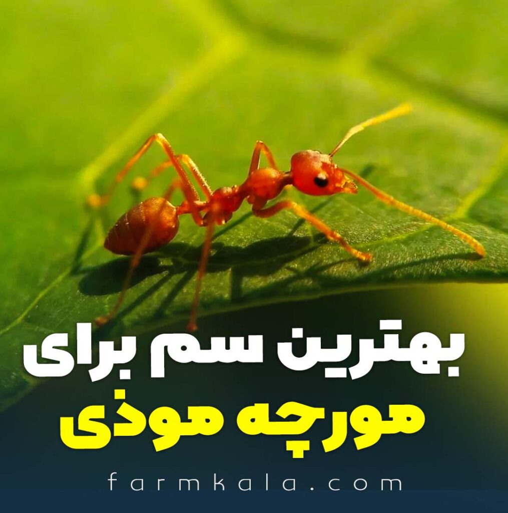 بهترین سم مورچه زرد خانگی - بهترین سم برای مورچه ریز - بهترین سم برای از بین بردن مورچه موذی - سم مورچه خانگی