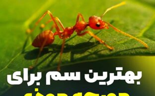 بهترین سم مورچه زرد خانگی - بهترین سم برای مورچه ریز - بهترین سم برای از بین بردن مورچه موذی - سم مورچه خانگی