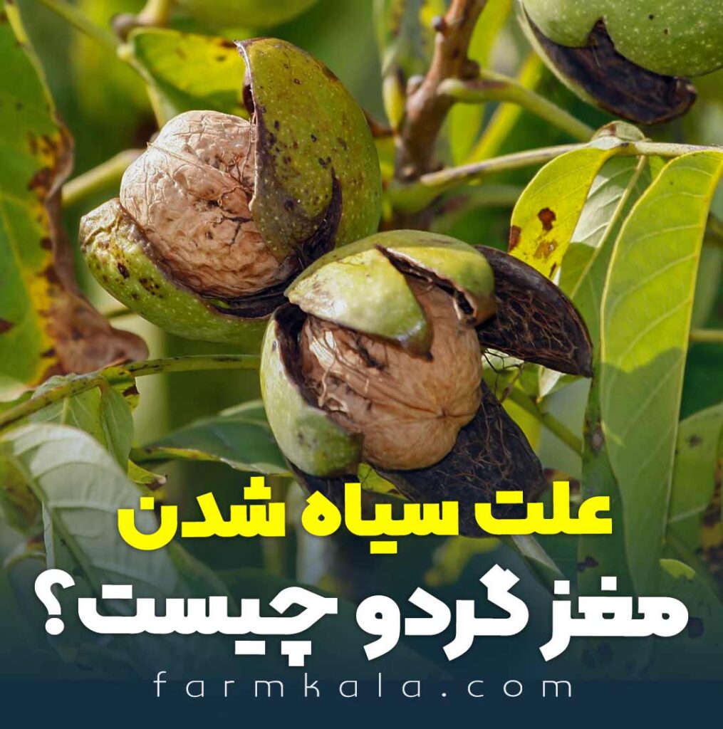 علت سیاه شدن مغز گردو چیست؟ - سیاهی مغز گردو -