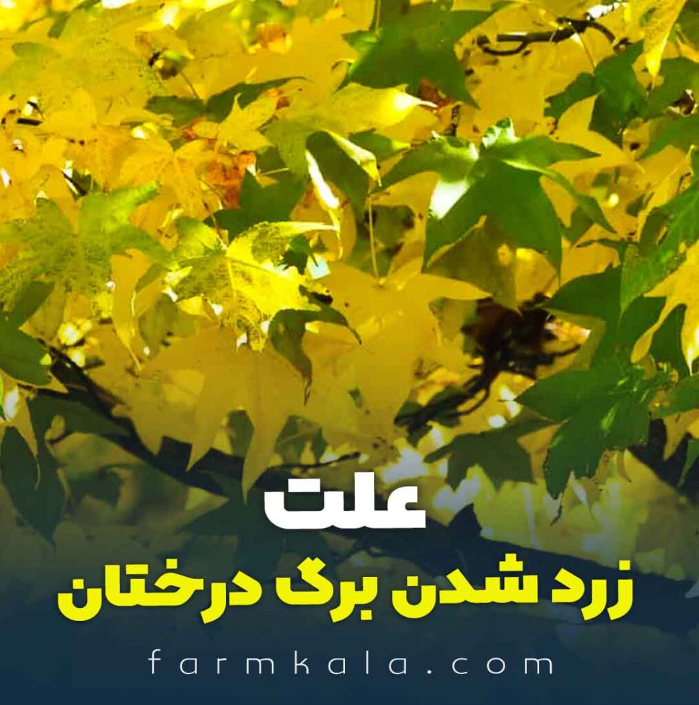 علت زرد شدن برگ درختان در تابستان - چرا در تابستان برگ درختان زرد می‌شود - زردی برگ درختان در بهار -