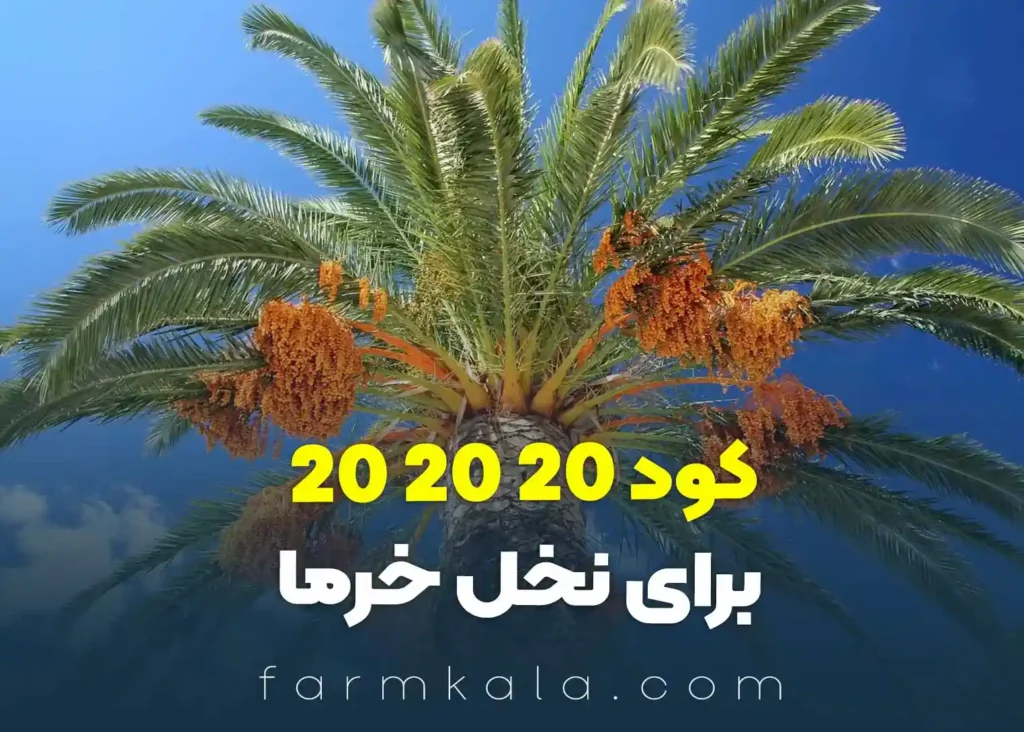 کود سه بیست برای درخت نخل خرما - کود سه بیست برای خرما - کود 20 20 20 برای نخل خرما