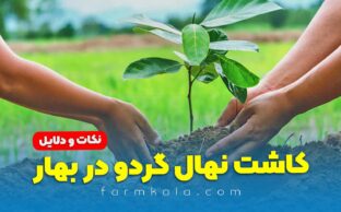 کاشت نهال گردو در بهار - کاشت نهال گردو - کاشت نهال با چاله کن موتوری