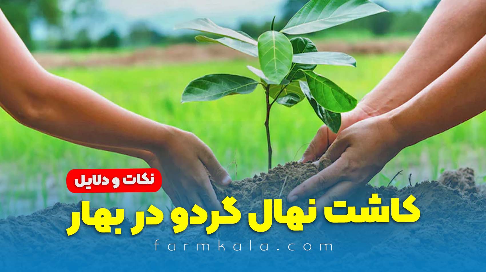 کاشت نهال گردو در بهار - کاشت نهال گردو - کاشت نهال با چاله کن موتوری