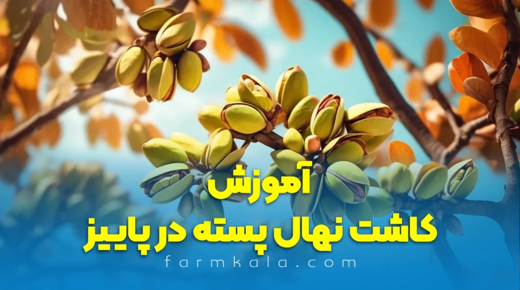 کاشت نهال پسته در پاییز