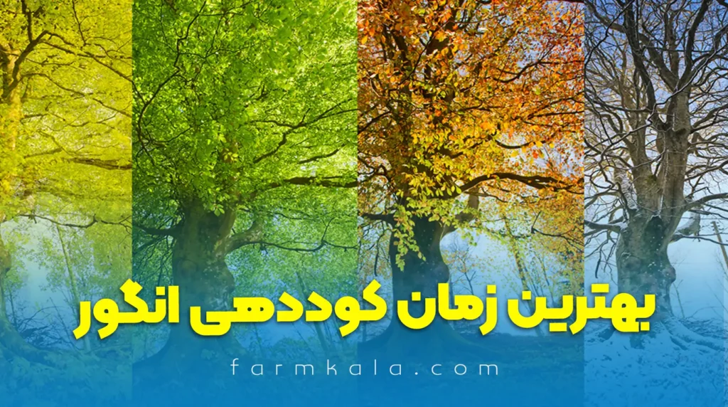 بهترین زمان کوددهی انگور چه فصلی است