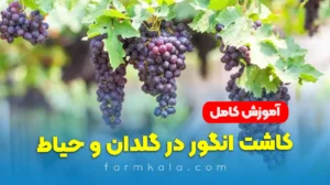 کاشت نهال انگور در باغچه و گلدان