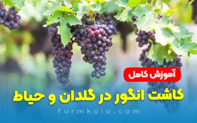 آموزش کاشت انگور در گلدان و حیاط به صورت گام به گام