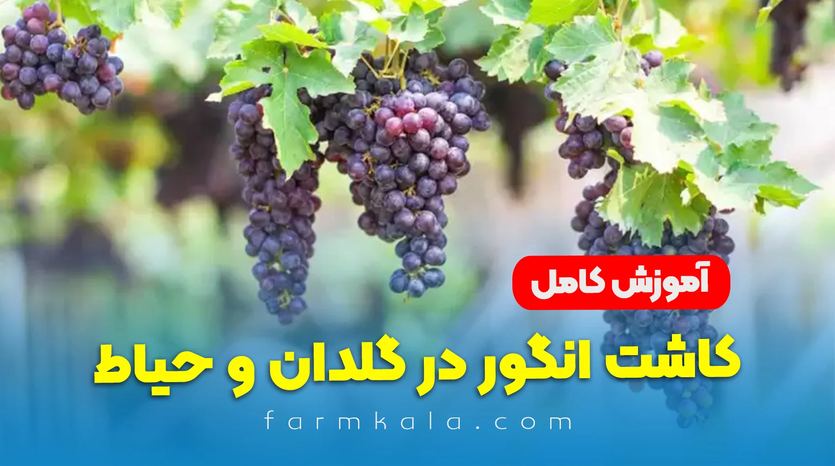 آموزش کاشت انگور در گلدان و حیاط به صورت گام به گام