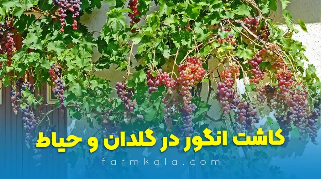 کاشت انواع انگور در گلدان و حیاط